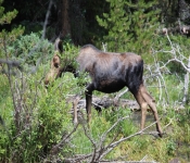 MontanaMoose2013 013